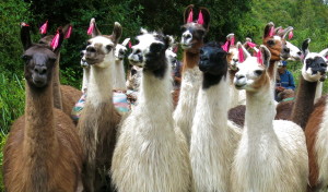 Llama breeding